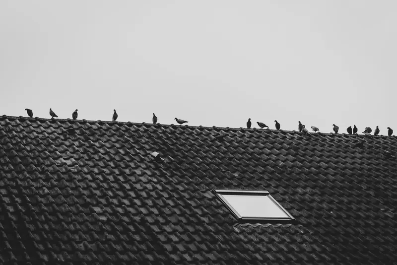 Pigeons posés en rangée sur le faîte d'une toiture en tuiles