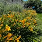 plant healthcare in sussex count nj farmside