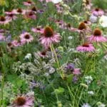 Rustic cottage garden ideas - 7 tips for creating a stunning garden on a shoestring budget - The Middle-Sized Garden