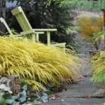 high-impact obsessions: using gold and variegated foliage, with ken druse