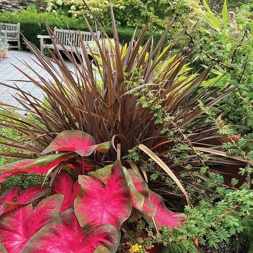 An Appreciation for Plants that Protect Themselves | Letter from the Editor