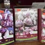 Spanish roja seed garlic