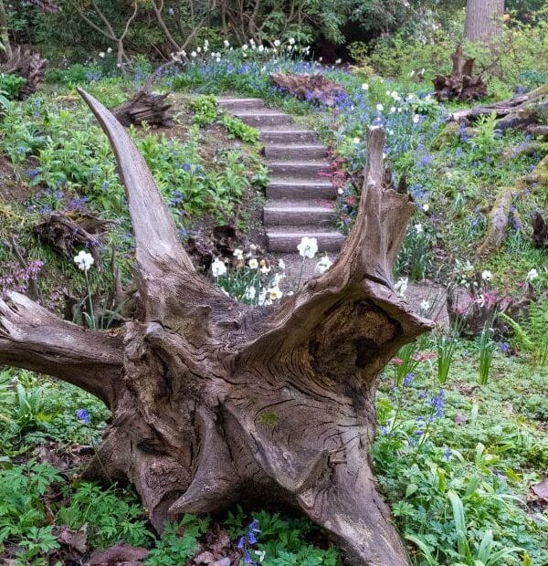 Transform a shady corner of your garden with a stunning stumpery - The Middle-Sized Garden