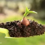 How to Plant Perennial Tulips for Spring Colour Year After Year