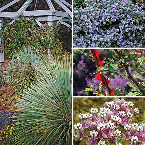 12 Bewitching Plants that Evolved Nasty Defenses Against Pests- FineGardening