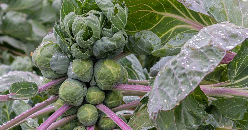 15 of the Best Brussels Sprout Varieties