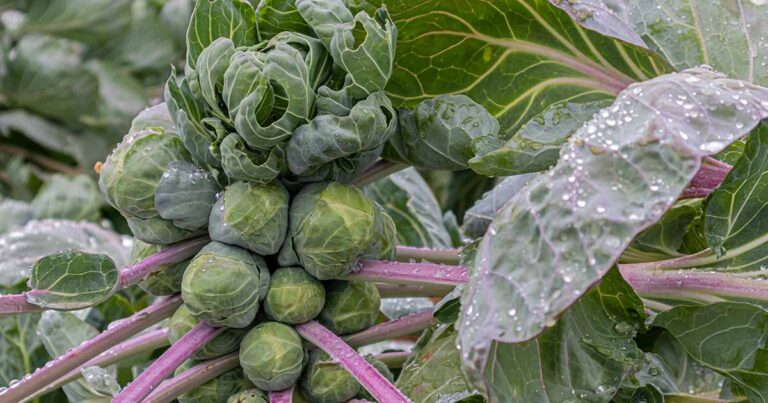 15 of the Best Brussels Sprout Varieties