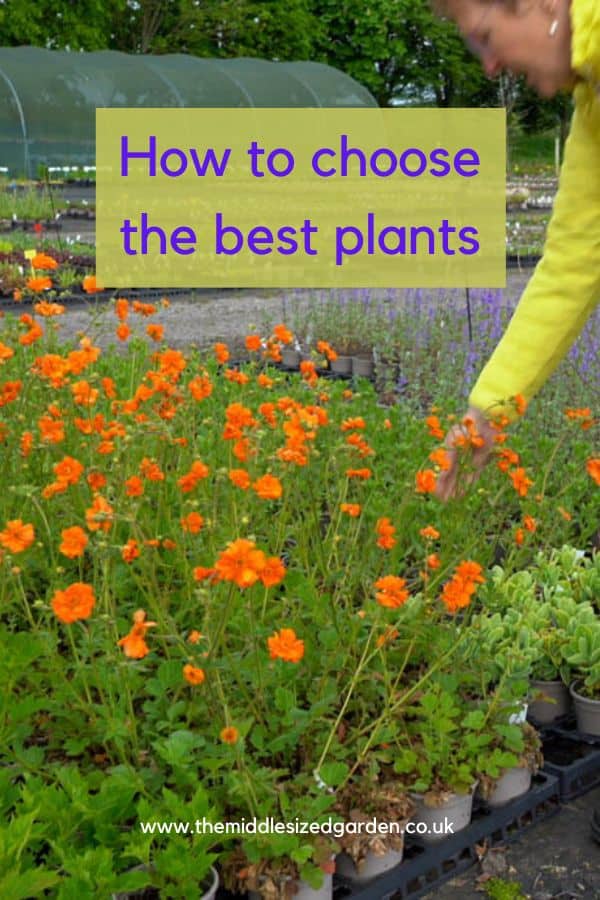 5 top tips on how to choose the best plants for your garden - The Middle-Sized Garden