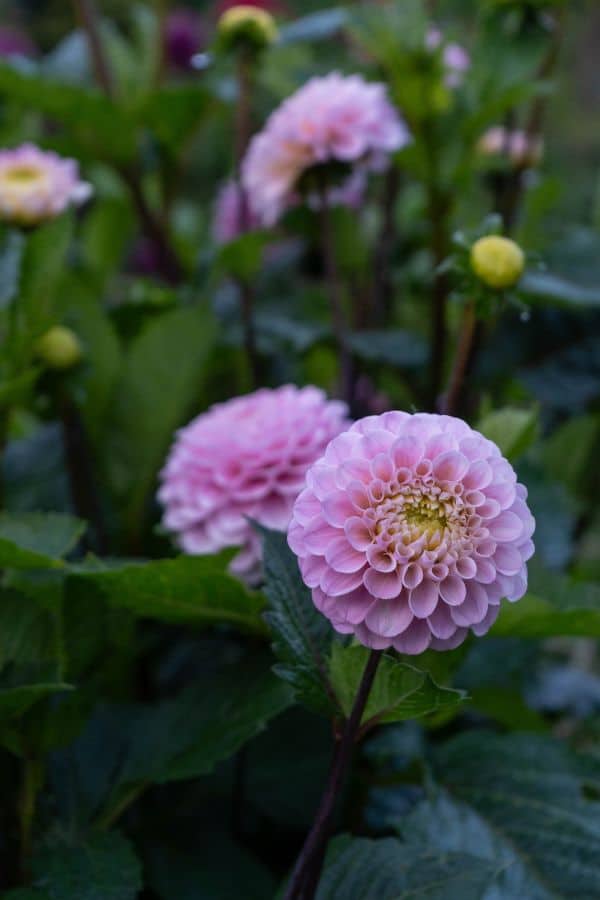 6 Common Reasons Why Your Garden Plants Aren't Flowering (and how to fix it!) - The Middle-Sized Garden
