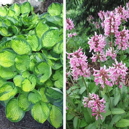 8 Slam-Dunk Perennials for the Midwest