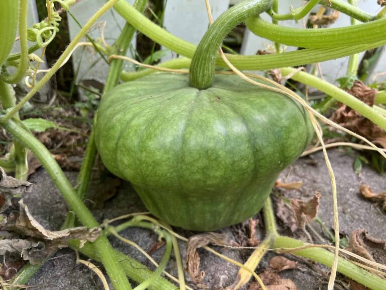 Queensland blue pumpkin on vine