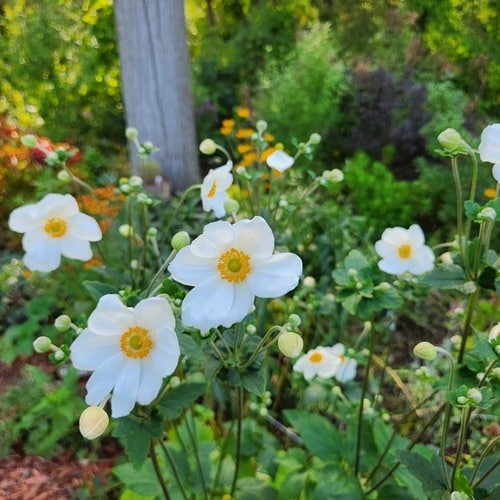 Celebrating End-of-Summer Beauty with Maxine, Part 2