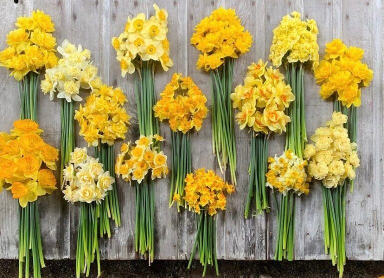 Just get started... - Lily's Green Thumb