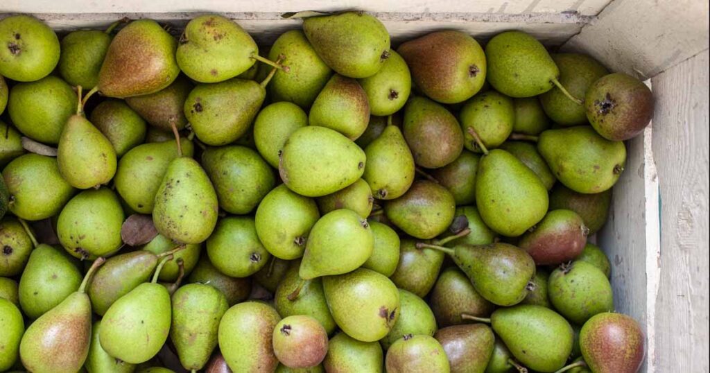 How to Store Your Pears After Harvest
