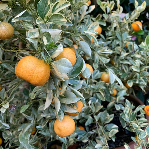 How to Grow Citrus All Year Long in Cold Climates