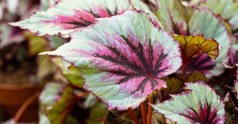 How to Grow Begonias as Houseplants