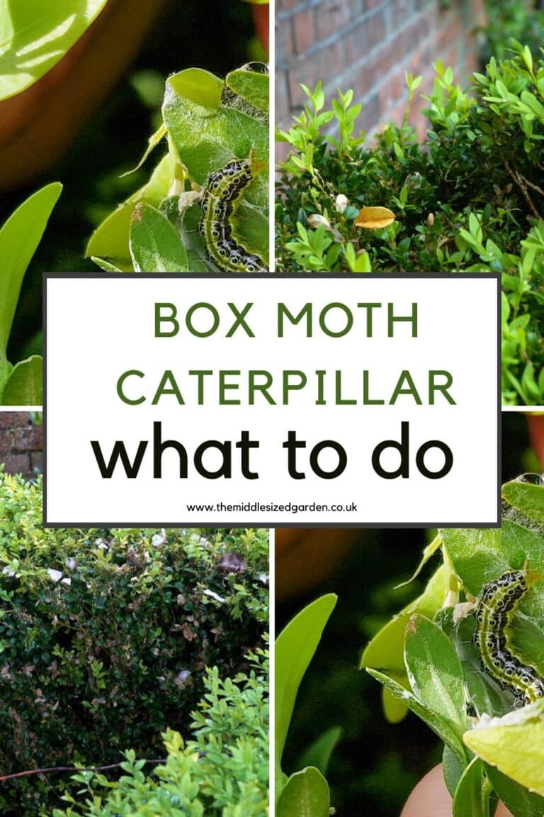 How to spot box tree moth caterpillars - the best ways to deal with it! - The Middle-Sized Garden