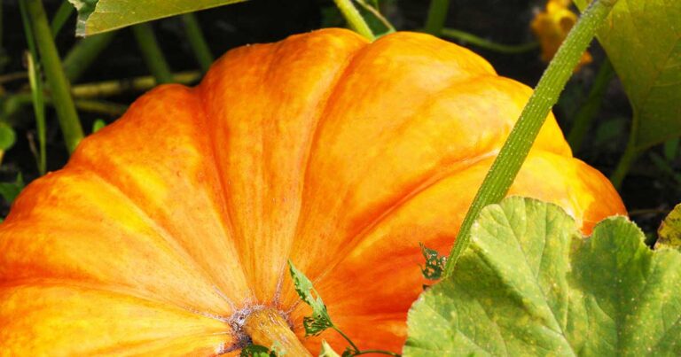 How Do I Know When My Pumpkin Is Ripe?
