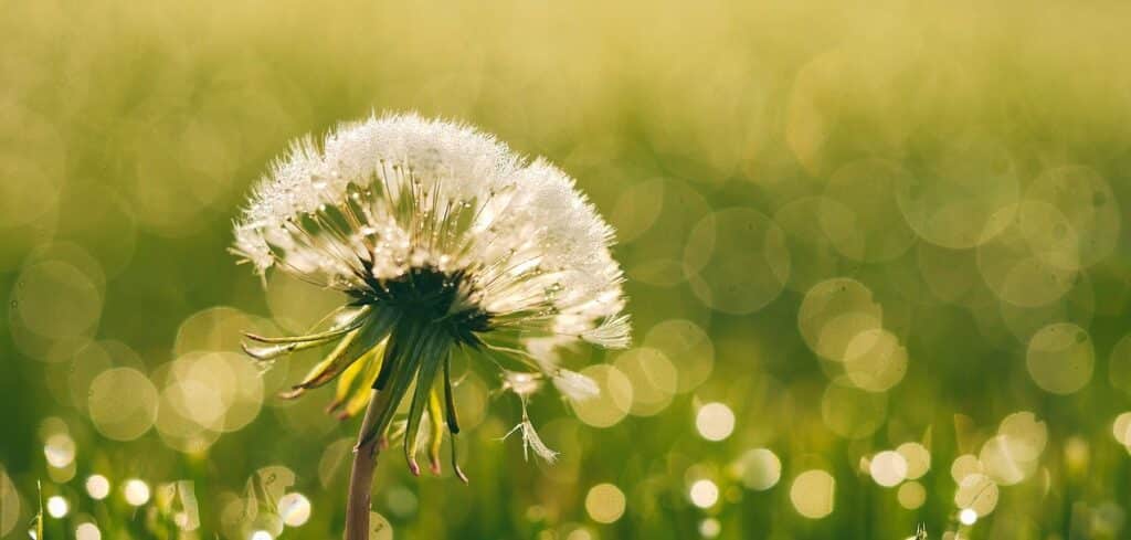 Dandelion-In-Bloom-Farmside-Landscape-Design
