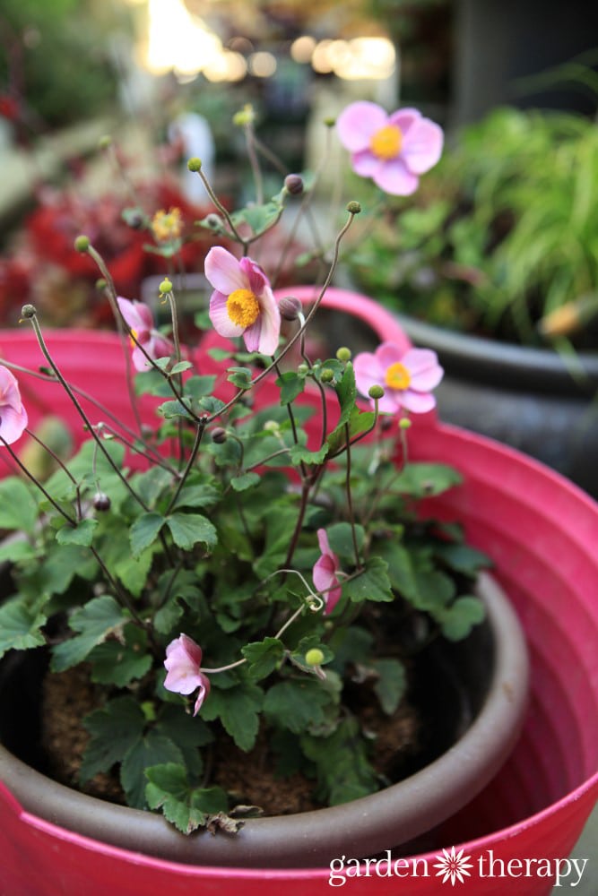 Dividing perennials to make more plants for your garden