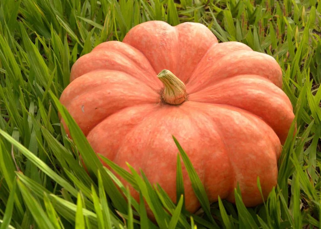Moranga pumpkin ???? ???? A pretty pink heirloom variety from Brazil