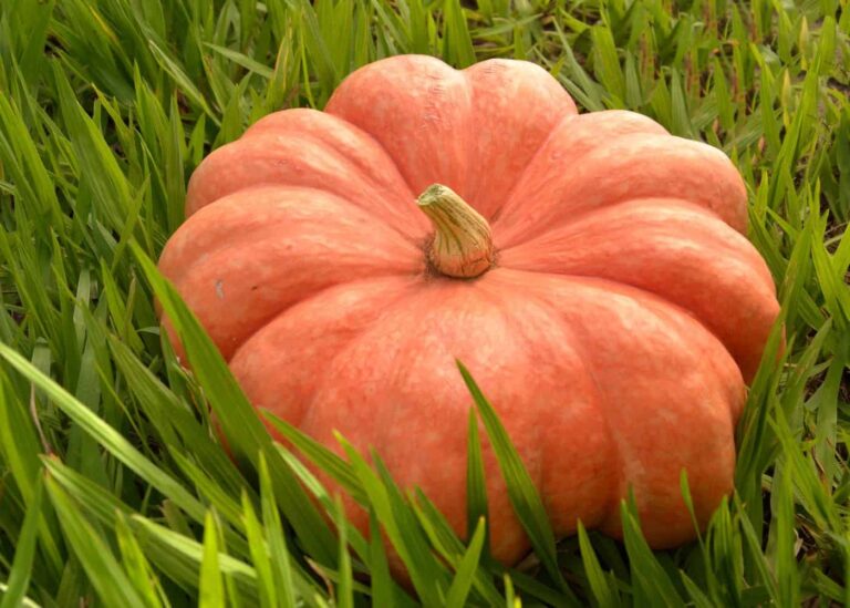 Moranga pumpkin ???? ???? A pretty pink heirloom variety from Brazil