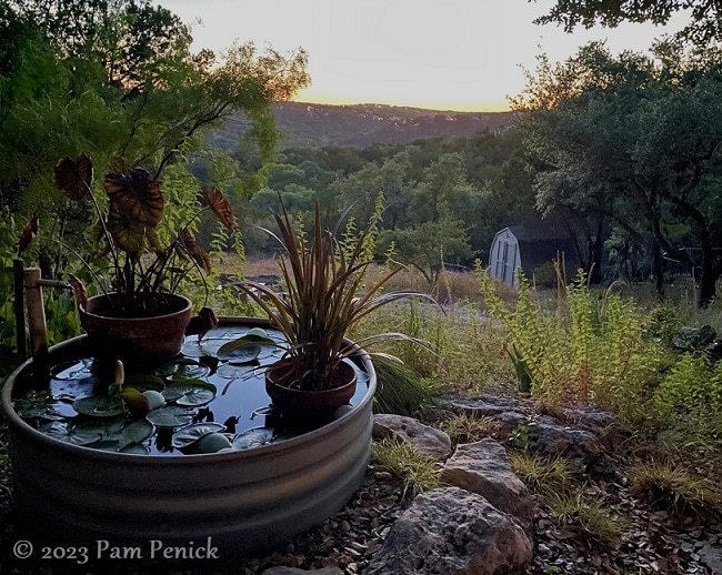 Twilight in Cat's garden - Digging