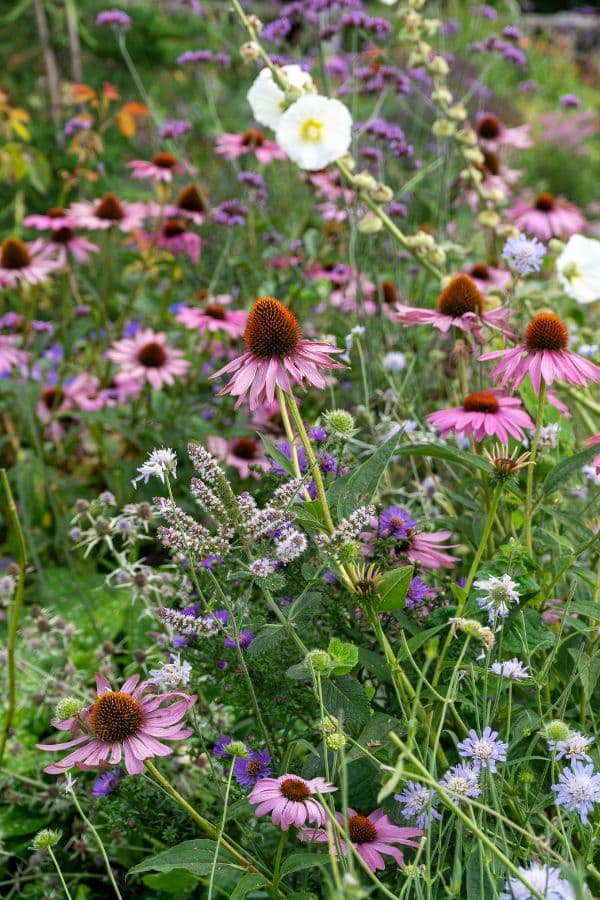 Rustic cottage garden ideas - 7 tips for creating a stunning garden on a shoestring budget - The Middle-Sized Garden