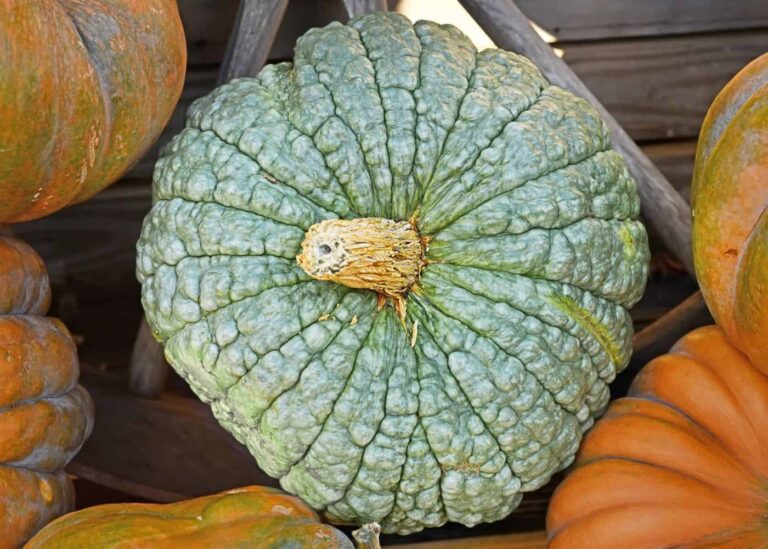 Marina di chioggia pumpkin
