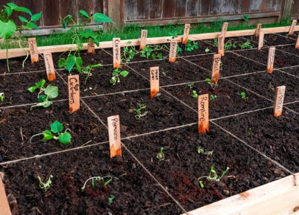 Square foot growing, hot new tech