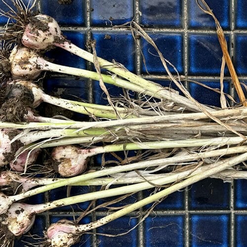 Growing Garlic in the Rocky Mountains
