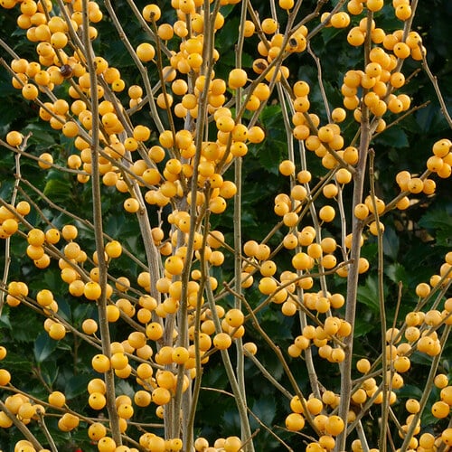 Winterberry Is a Fall Gem for the Pacific Northwest Garden