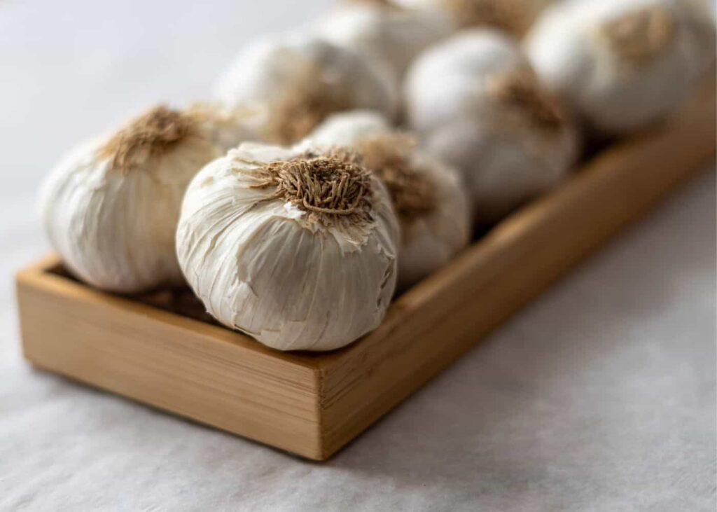 Majestic garlic