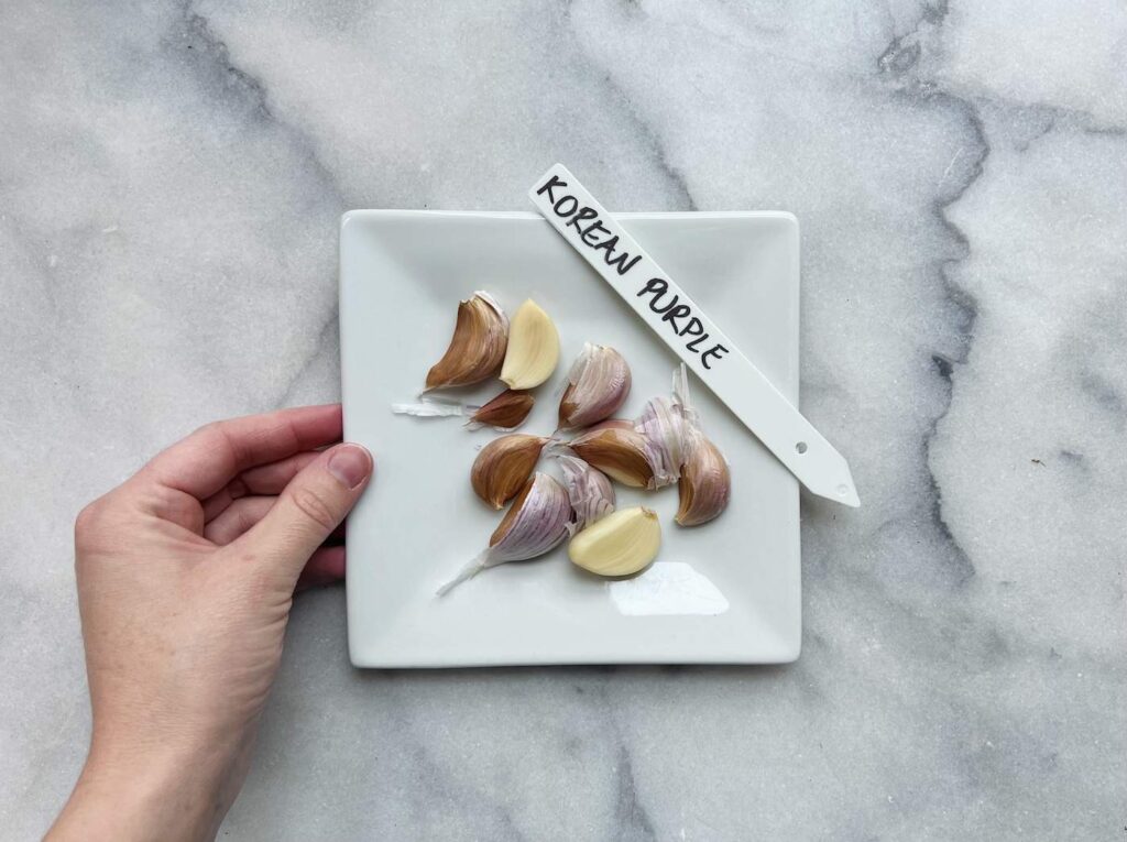 Cloves of korean purple garlic