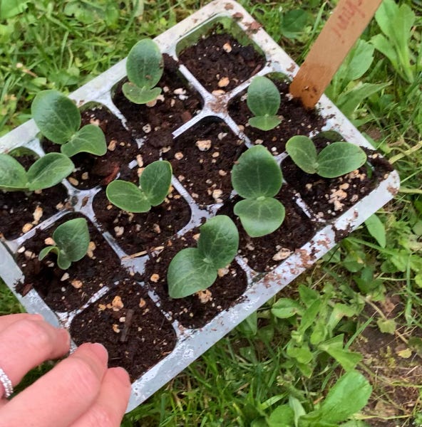 Seed starting - Lily's Green Thumb