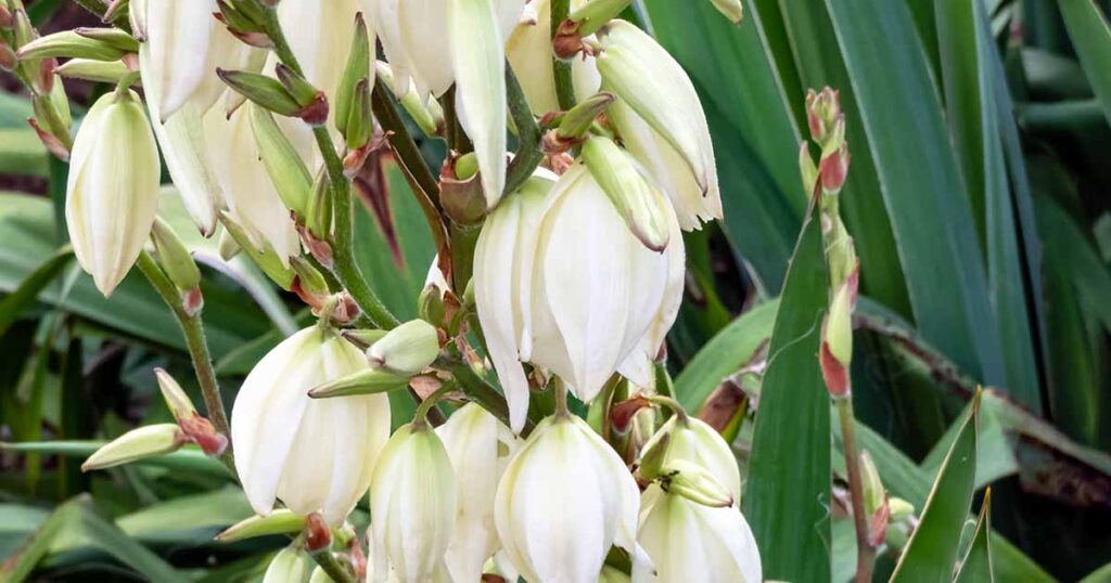 Are Yucca Plants Edible? | Gardener’s Path