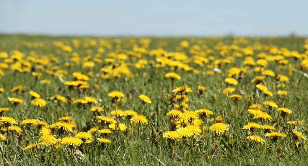 How to Control Weeds - Farmside Landscape Design