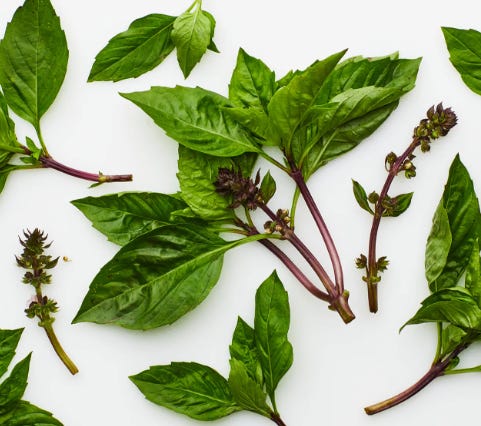 What to plant, where to buy seeds