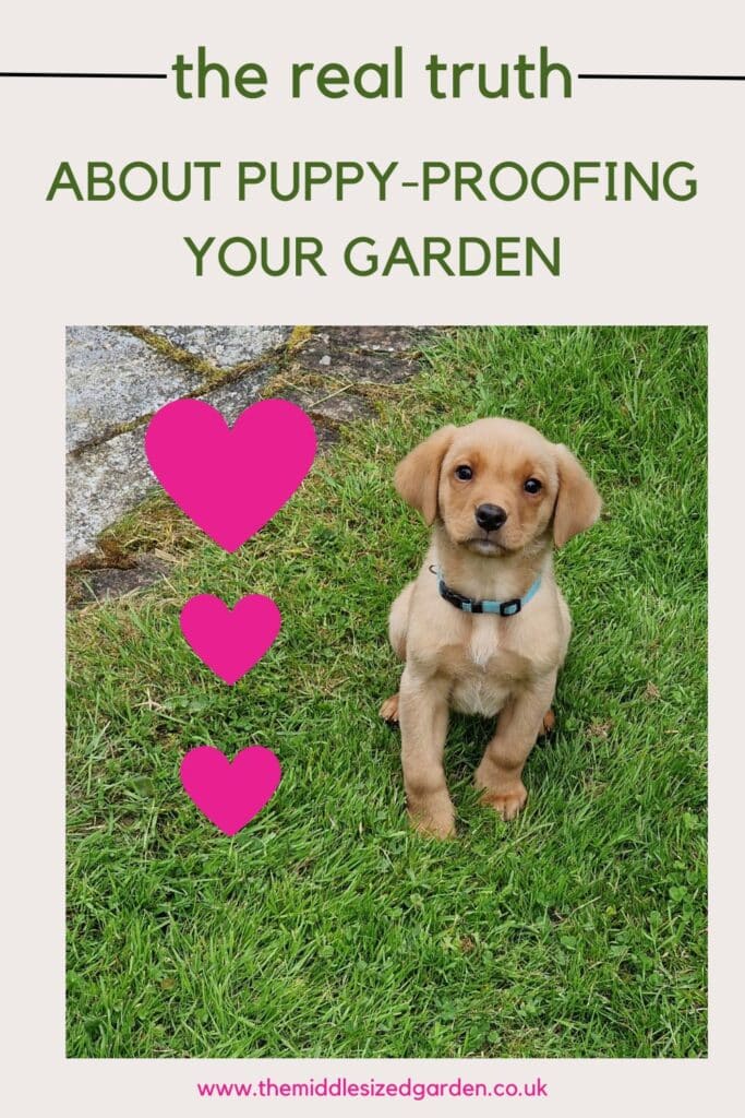 Puppy-proof your garden - 7 practical tips that really work - and 3 to avoid! - The Middle-Sized Garden