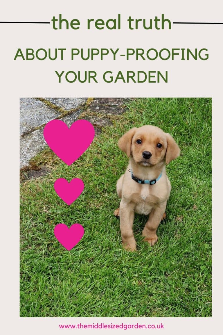 Puppy-proof your garden - 7 practical tips that really work - and 3 to avoid! - The Middle-Sized Garden