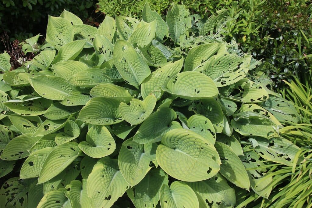 Hosta With Slug Damage - Farmside Landscape & Design