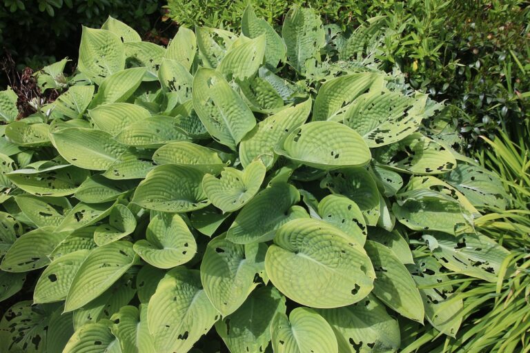 Hosta With Slug Damage - Farmside Landscape & Design