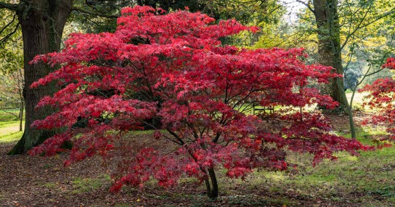 Leaf Spots on Japanese Maples: 7 Causes and Treatments