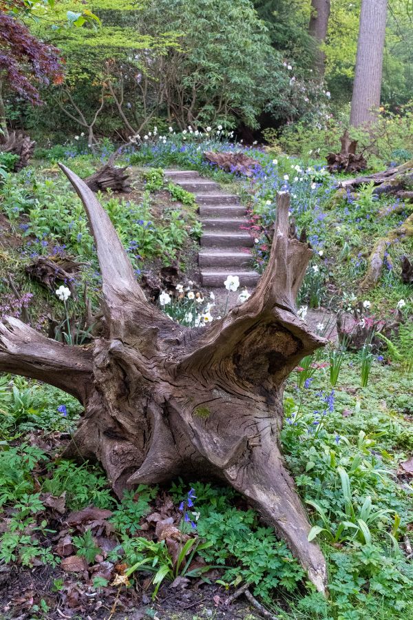 Transform a shady corner of your garden with a stunning stumpery - The Middle-Sized Garden