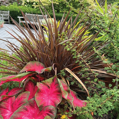 An Appreciation for Plants that Protect Themselves | Letter from the Editor