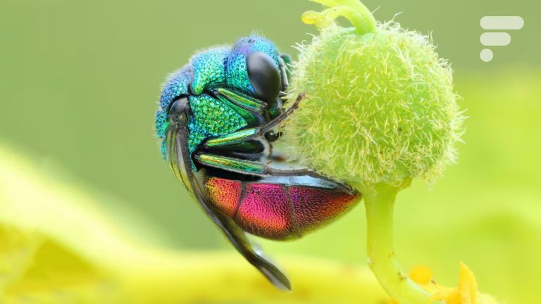 buffer, cartes et rolling shutter, tout comprendre pour ne plus jamais rater une photo d'action — Frandroid